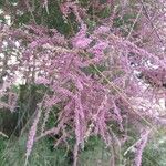 Tamarix parviflora Blodyn