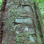 Pouteria engleri Bark