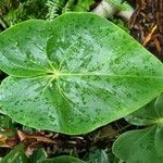 Anthurium nymphaeifolium Frunză