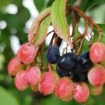 Viburnum lentago ഫലം