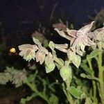 Nonea vesicaria Flower