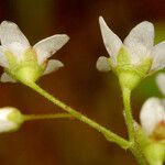 Micranthes californica Flor