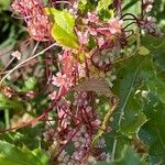 Cuscuta europaea 花