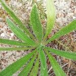 Echium vulgareLeaf