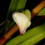 Dendrobium unicarinatum Kaarna
