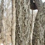 Lonicera maackii Bark