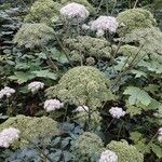 Angelica sylvestris Buveinė