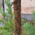 Pinus contorta বাকল