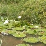 Nymphaea lotus 葉