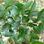 Azara lanceolata Otro