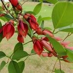 Erythrina crista-galli花