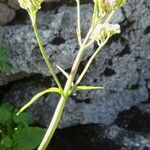 Valeriana tripteris Otro