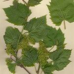 Vitis riparia x Vitis rupestris Other