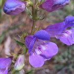 Penstemon speciosus Virág