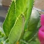 Kalanchoe ceratophylla Blatt