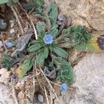 Echium parviflorum Hoja