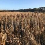 Typha latifolia 整株植物