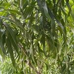 Dracaena angustifolia Deilen