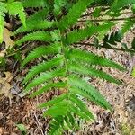Dryopteris ludoviciana Feuille