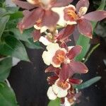 Oncidium crocidipterum Flor