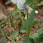 Crotalaria verrucosa Fiore