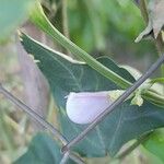 Phaseolus vulgaris Flower