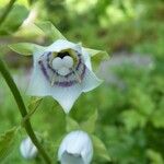 Codonopsis clematidea Flower