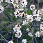 Prunus sibirica Flower