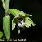 Epipactis rhodanensis Fula