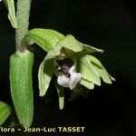 Epipactis rhodanensis Квітка