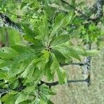 Crataegus azarolus Leaf