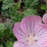 Malope malacoides 葉