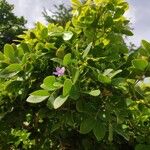 Guaiacum officinale Flower