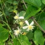 Clematis vitalbaFlower