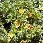 Scleranthus annuus Flor