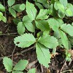 Fragaria virginiana Habitus