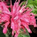 Monarda didyma പുഷ്പം