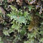 Hymenophyllum polyanthos Yaprak