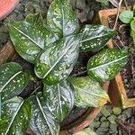 Aglaonema costatum Blatt