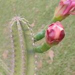 Cereus hexagonus Flor