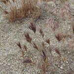 Bromus rubens Bark