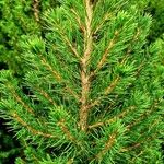 Picea laxa Folha