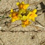 Linaria polygalifolia Цвят