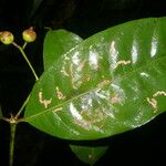 Faramea occidentalis Blad