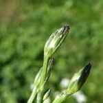 Symphyotrichum subulatum Други