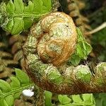 Polystichum braunii Leaf