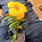 Allamanda schottiiBlomma