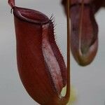 Nepenthes spp. Ffrwyth