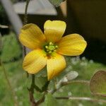 Oxalis corniculata Blüte