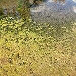 Lemna aequinoctialis Blatt